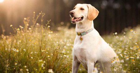 Labrador Retriever Bakımı ve Özellikleri