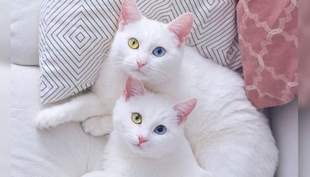 5 Beyaz Kedi Cinsi