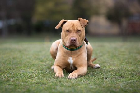 American Staffordshire Terrier Özellikleri ve Bakımı